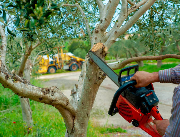 Best Residential Tree Removal  in Browns Point, WA